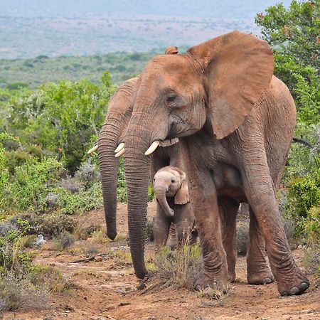 Kwandwe Private Game Reserve - Great Fish River Lodge 格拉罕镇 外观 照片