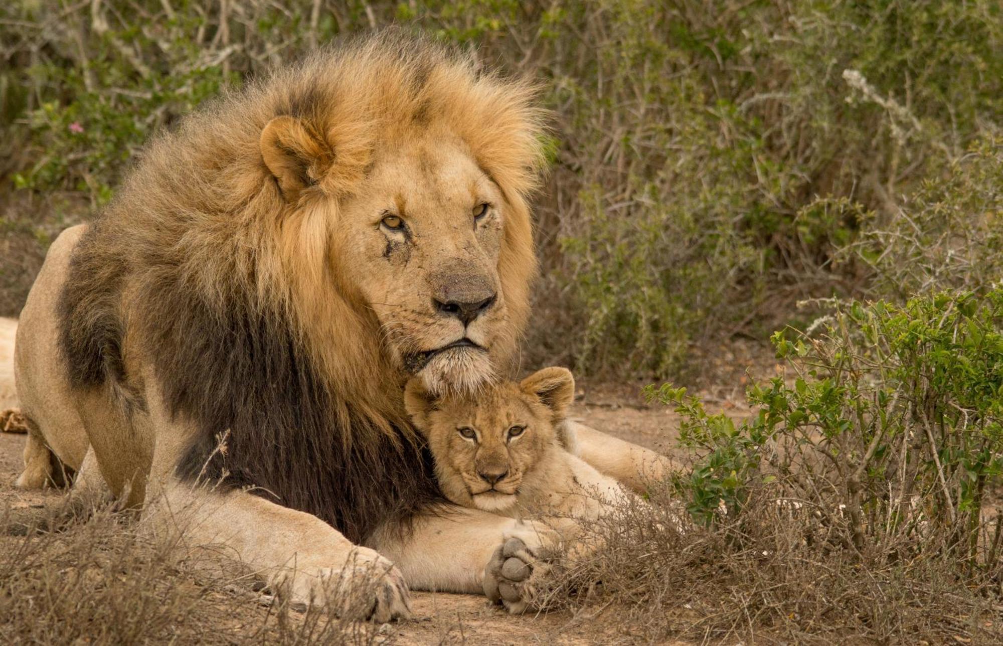 Kwandwe Private Game Reserve - Great Fish River Lodge 格拉罕镇 外观 照片
