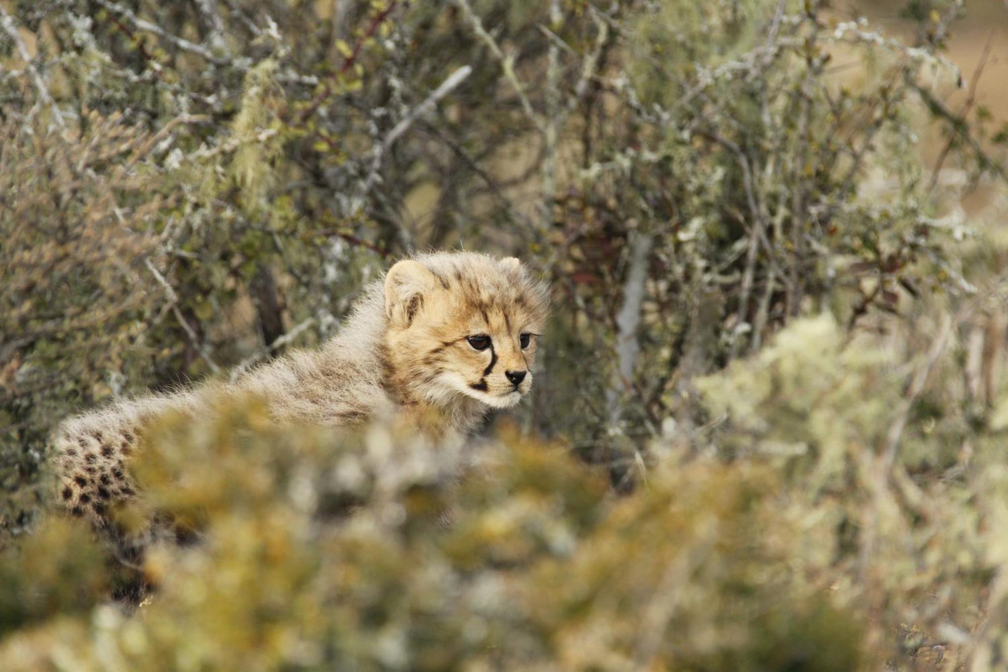 Kwandwe Private Game Reserve - Great Fish River Lodge 格拉罕镇 外观 照片