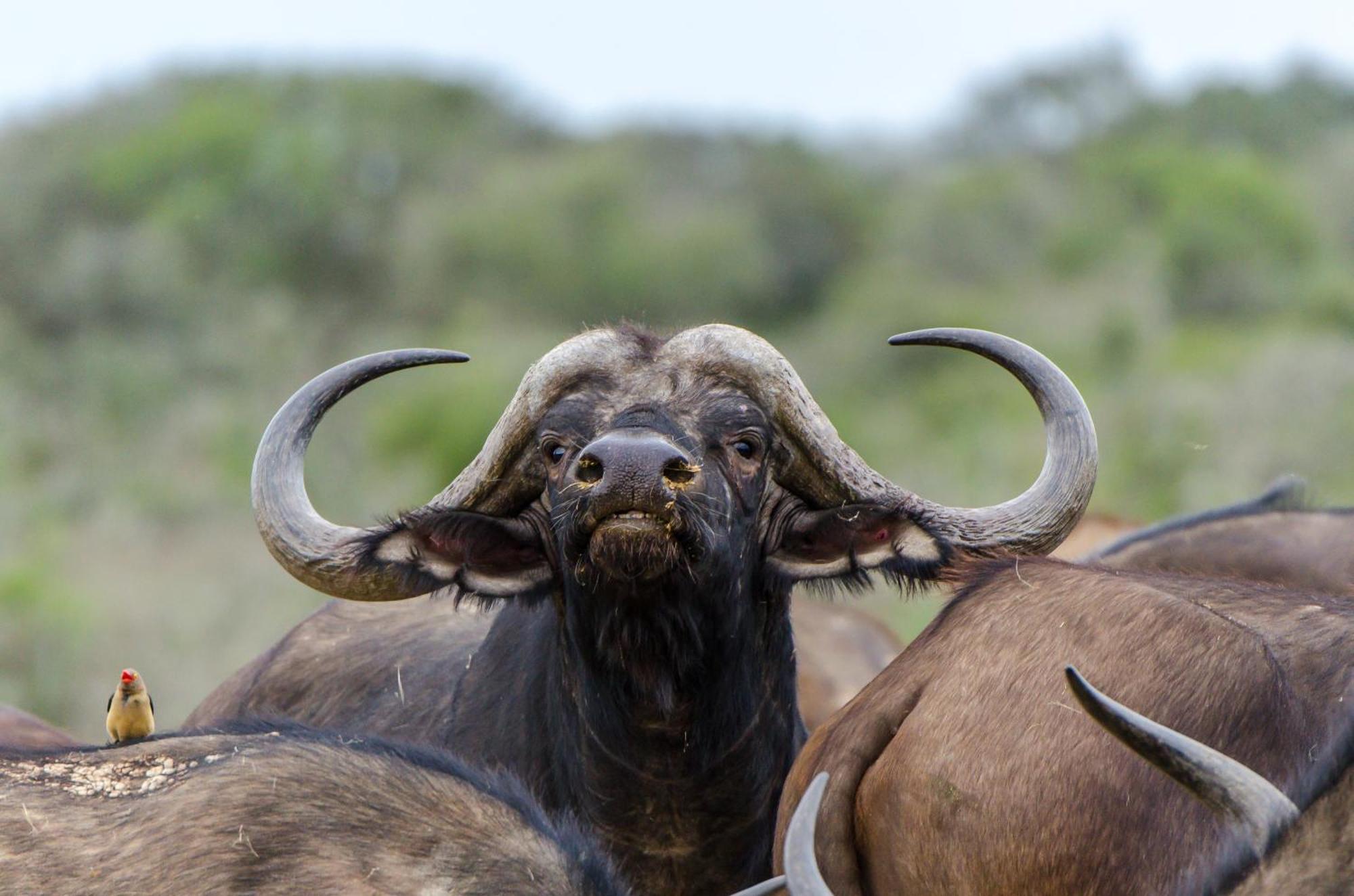 Kwandwe Private Game Reserve - Great Fish River Lodge 格拉罕镇 外观 照片