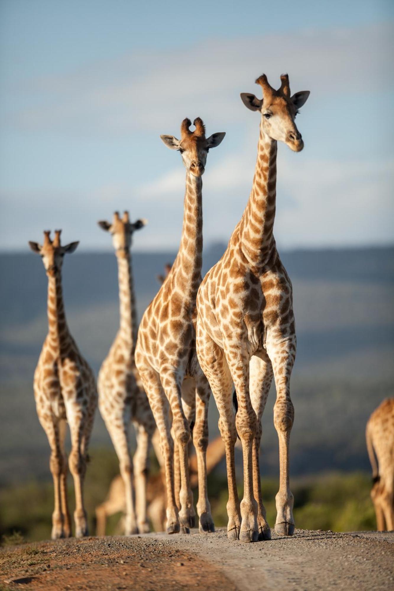 Kwandwe Private Game Reserve - Great Fish River Lodge 格拉罕镇 外观 照片