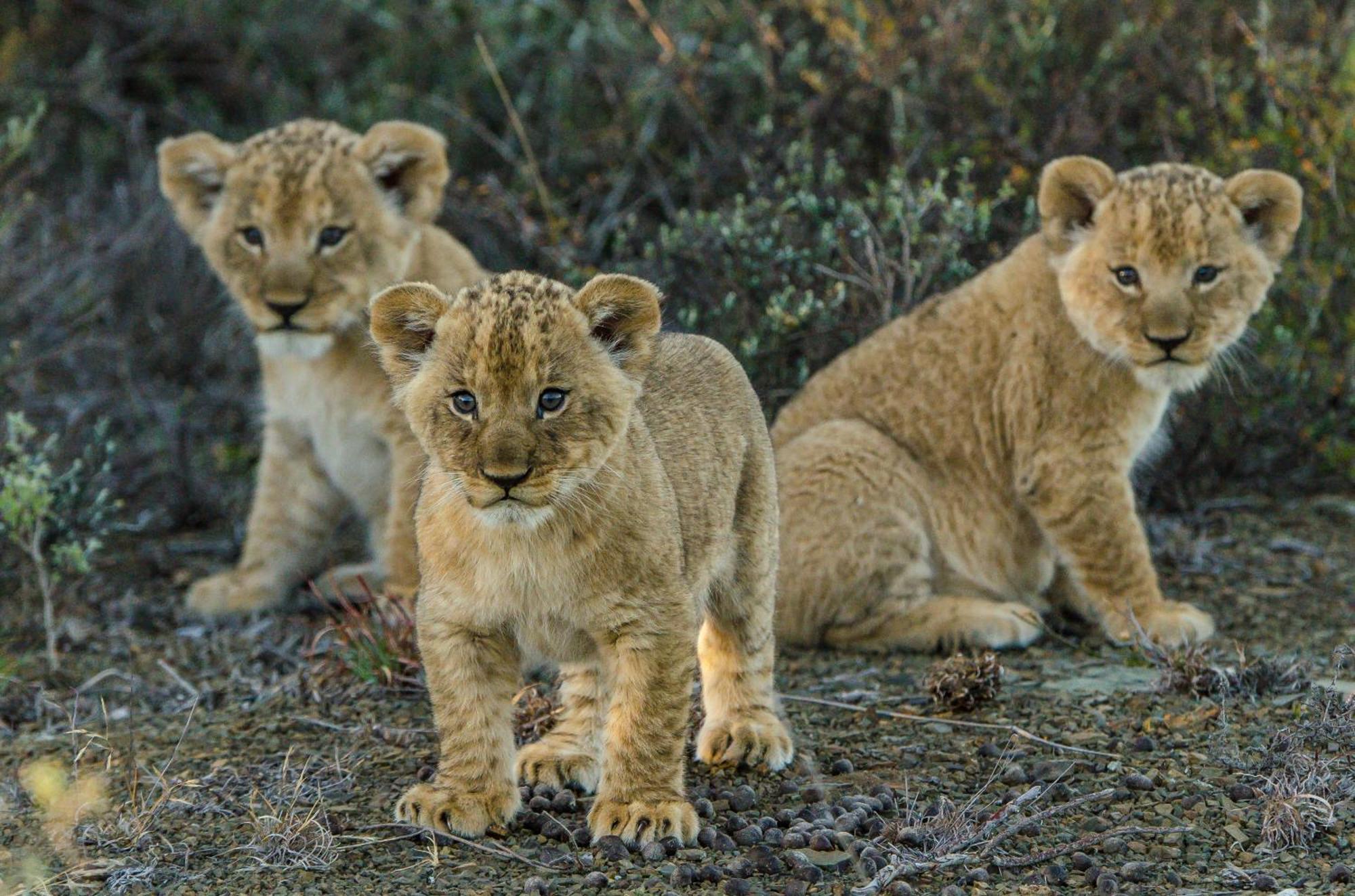 Kwandwe Private Game Reserve - Great Fish River Lodge 格拉罕镇 外观 照片