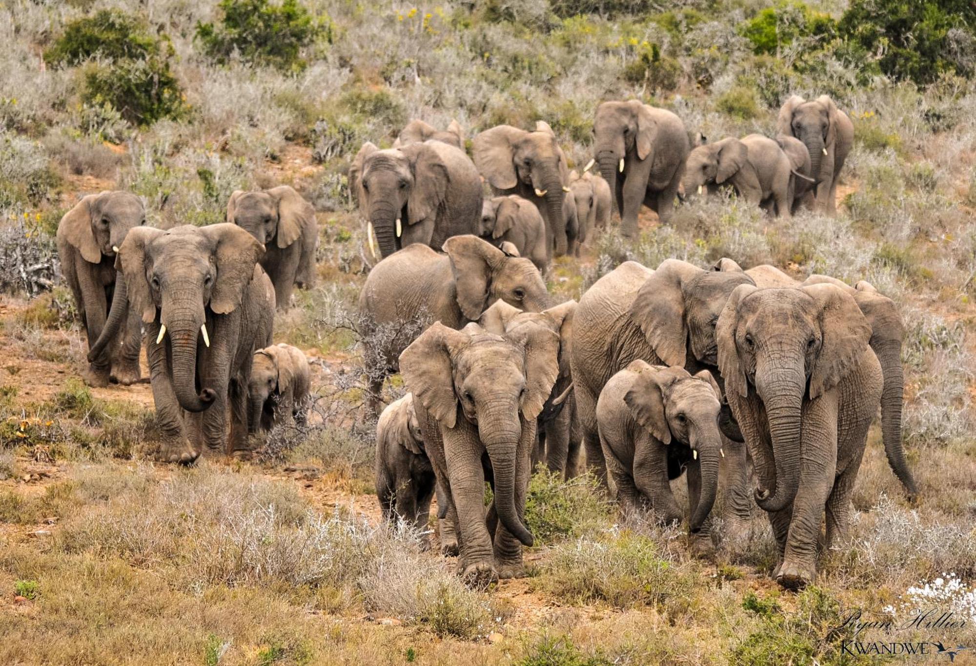 Kwandwe Private Game Reserve - Great Fish River Lodge 格拉罕镇 外观 照片