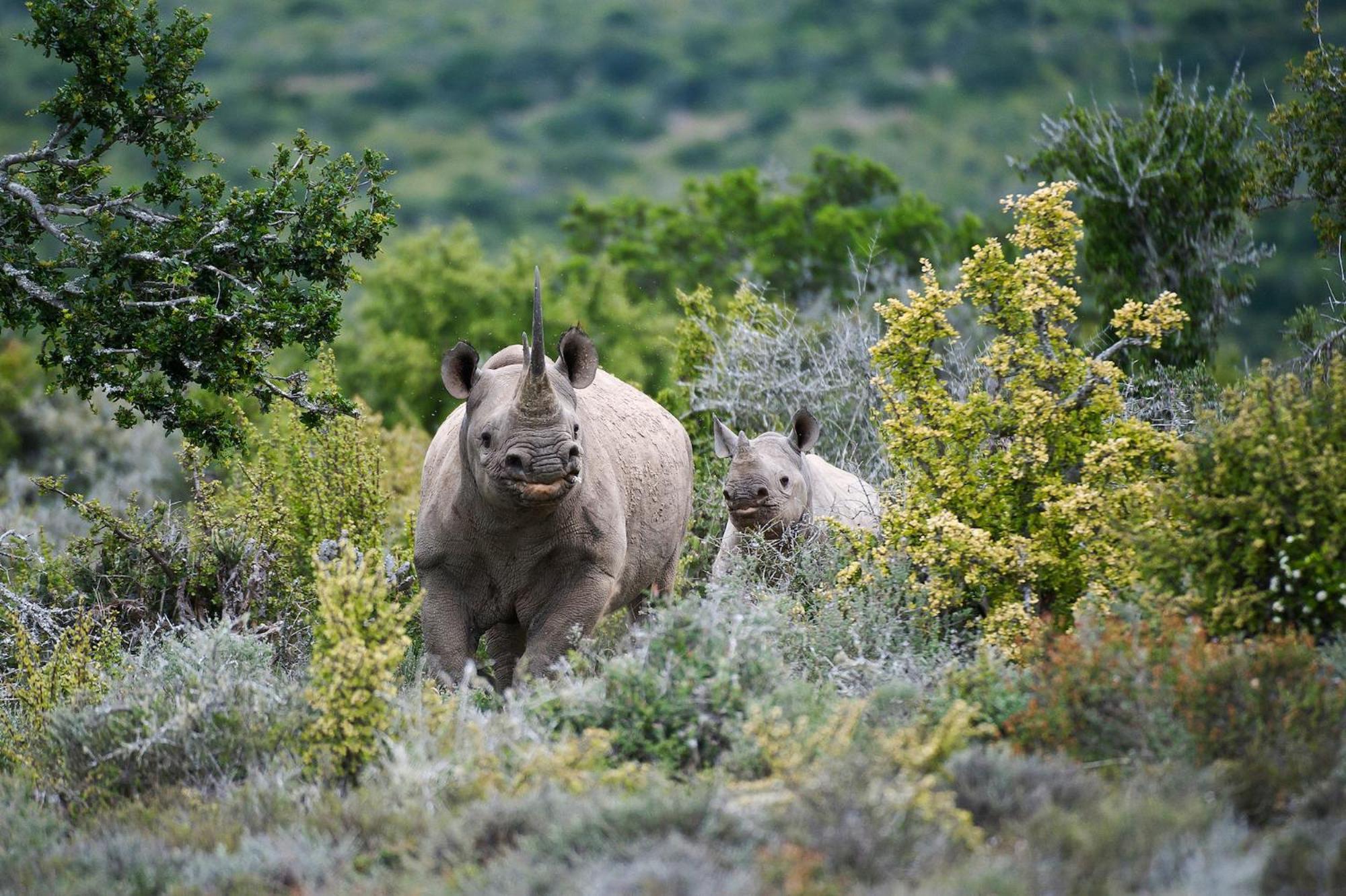 Kwandwe Private Game Reserve - Great Fish River Lodge 格拉罕镇 外观 照片
