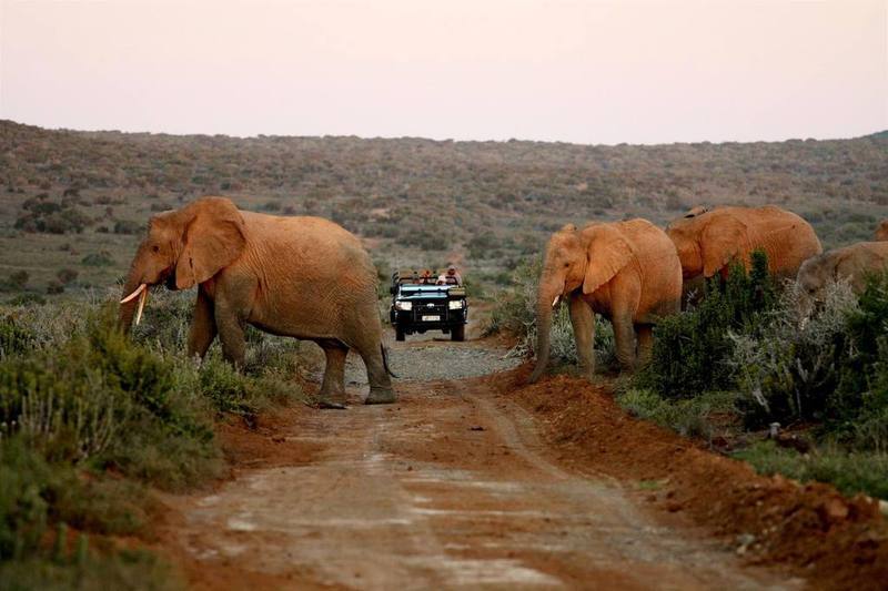 Kwandwe Private Game Reserve - Great Fish River Lodge 格拉罕镇 外观 照片