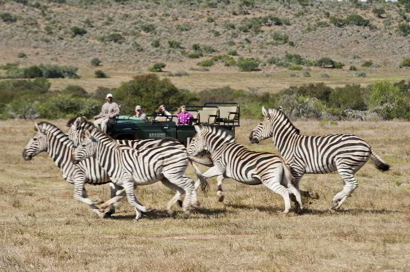 Kwandwe Private Game Reserve - Great Fish River Lodge 格拉罕镇 外观 照片